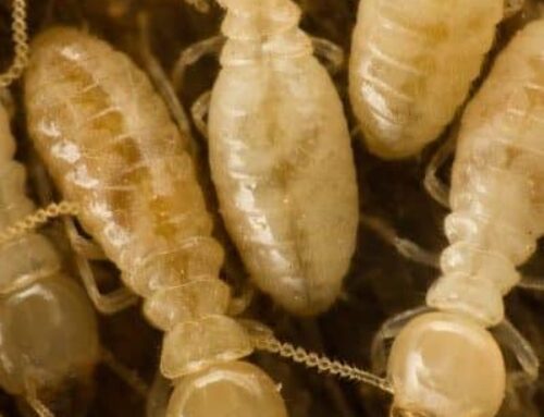 Are There Termites in Colorado? (Yes — and They’re Showing Up in Teller County)